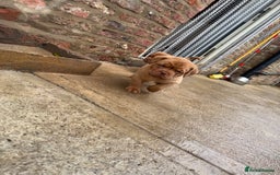 Dogue De Bordeaux dogs for sale: ONLY ONE BOY LEFT! STUNNING PUPS AVAILABLE  - Image 6