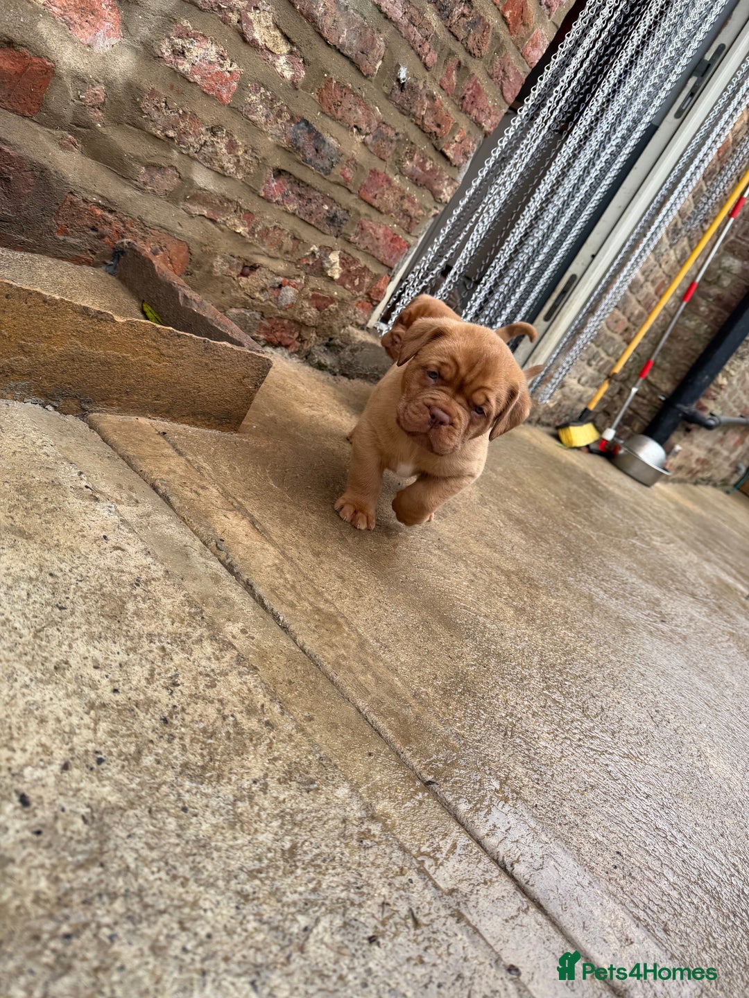 Dogue De Bordeaux dogs for sale: ONLY ONE BOY LEFT! STUNNING PUPS AVAILABLE  - Image 6