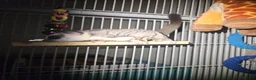 Sugar Glider rodents for sale: Male and female sugar glider 9 months old  in Crook - Advert 5
