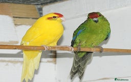 Parakeets birds for sale: kakariki parrots for sale - Image 2