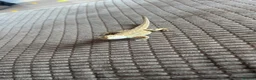 Bearded Dragon reptiles for sale: Stumpy  in Crawley - Advert 8