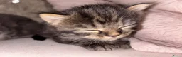Mixed Breed cats for sale: Beautiful Kittens for sale half grey BSH - Advert 8