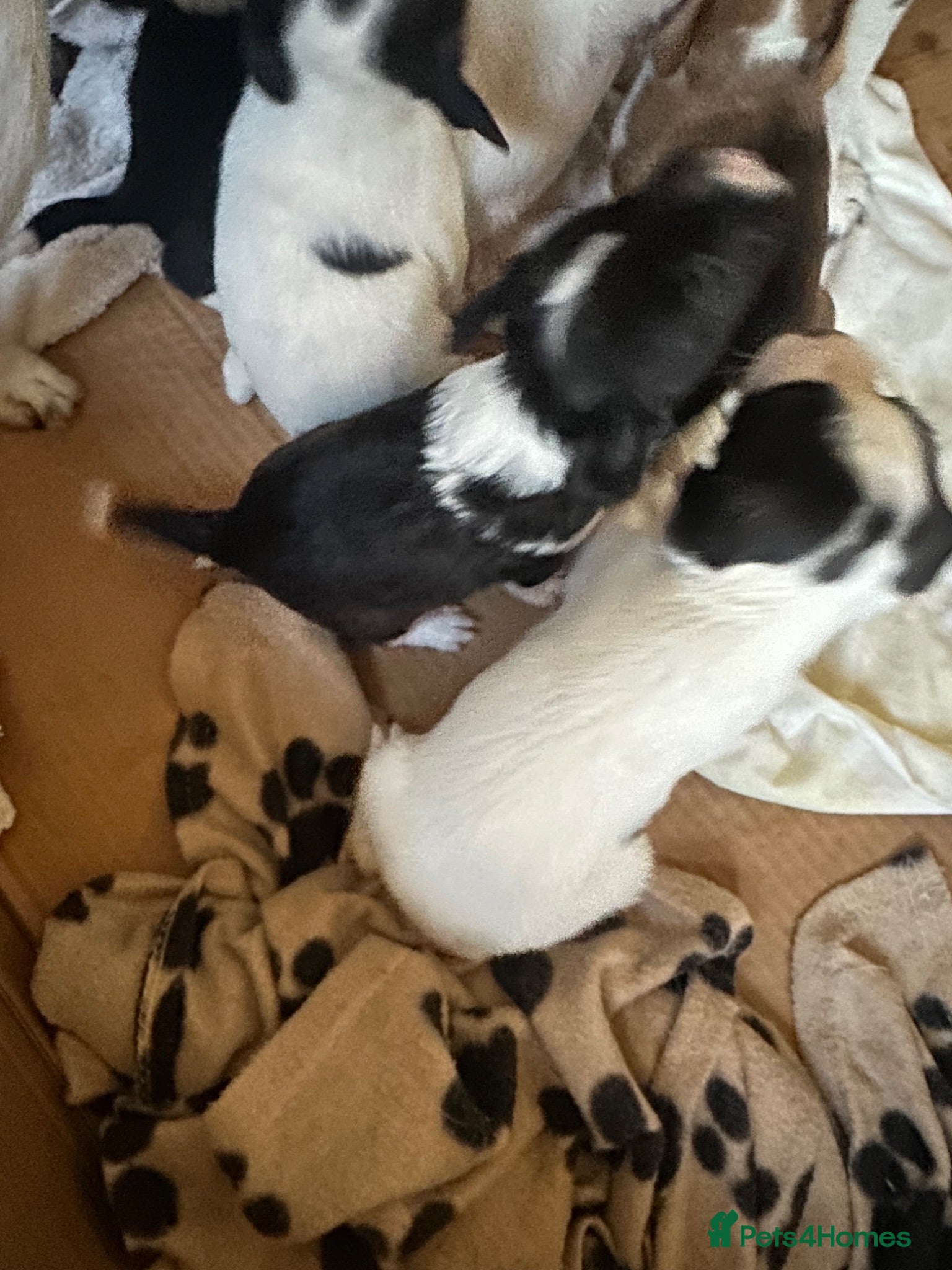 Mixed Breed dogs Cutest jack russell / spaniel / collie mix - Advert 2