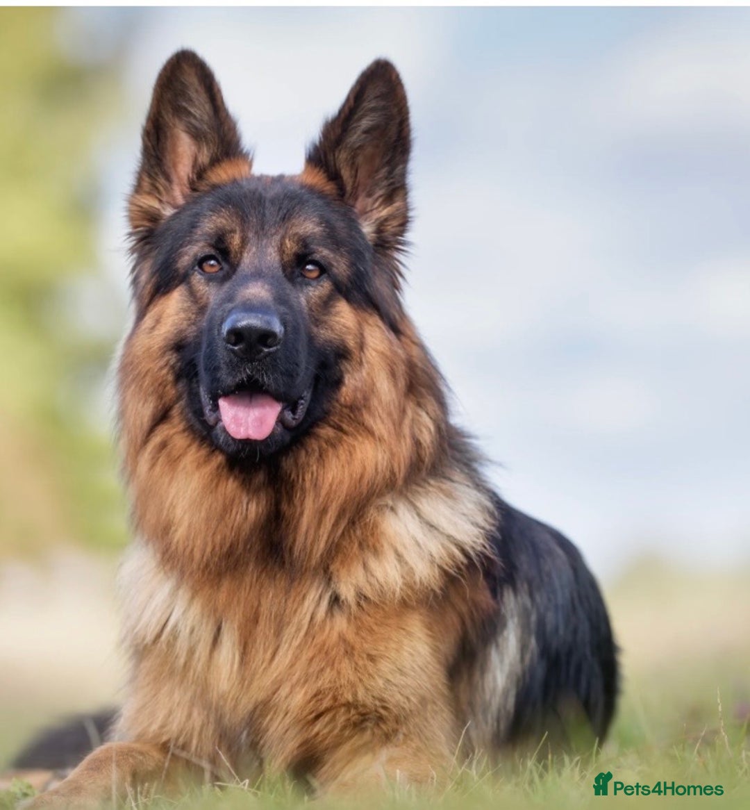 Mixed Breed dogs for sale: German shepherd x cane corsso - Advert 2