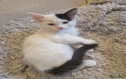 Mixed Breed cats for sale: Mixed ragdol /Turkish angora  - Image 3