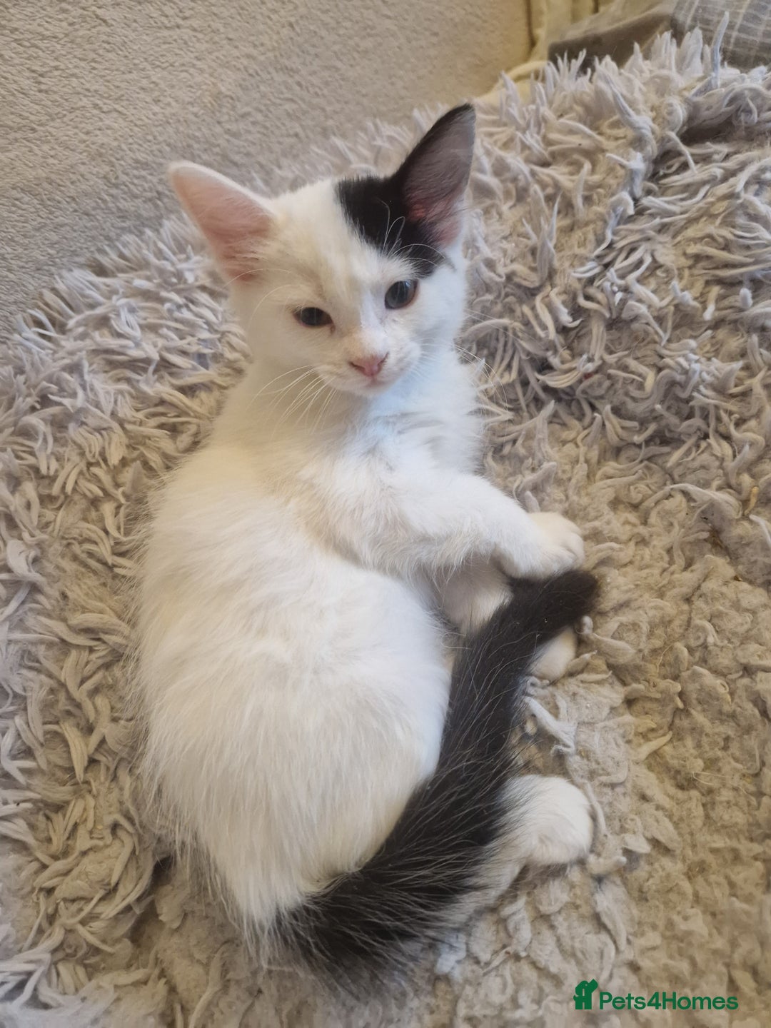 Mixed Breed cats for sale: Mixed ragdol /Turkish angora  - Image 3