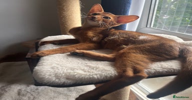 Abyssinian cats in Northwood - Advert 1