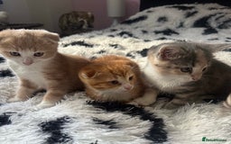 Scottish Fold cats for sale: Scotish Fold Kittens for sale 🐱 - Image 2
