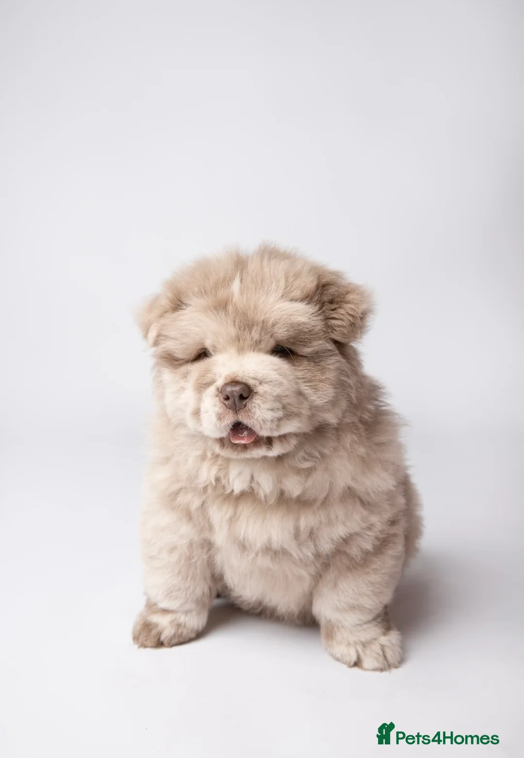Chow Chow dogs for stud: lilac Merle chow carry’s tan kykb in Doncaster - Advert 7