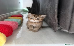 British Shorthair cats for sale: Beautiful GCCF kittens from champion lines  - Image 6