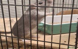 Gerbil rodents for sale: 2 gerbils 1 grey and white 1 black - Image 2