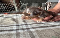Miniature Dachshund dogs for sale: 🐾 Miniature Dachshund Puppies for Sale 🐾 - Image 16