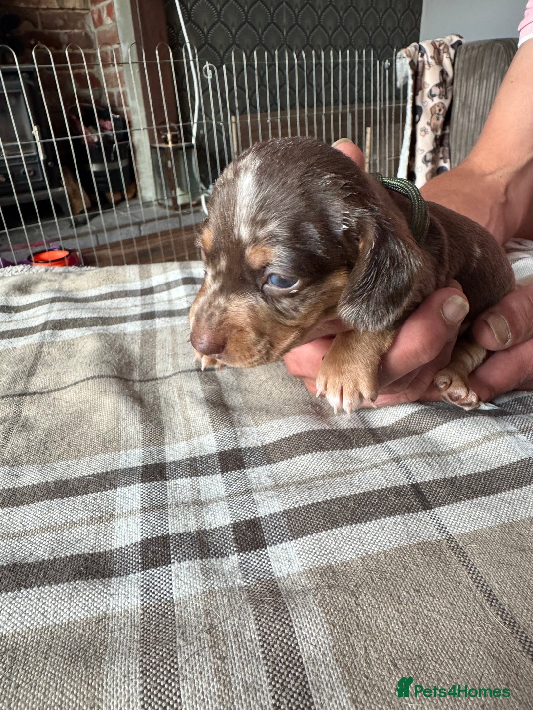 Miniature Dachshund dogs for sale: 🐾 Miniature Dachshund Puppies for Sale 🐾 - Image 16