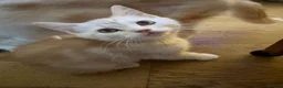 British Longhair cats for sale: British Shorthair & Longhair Kittens - Advert 3