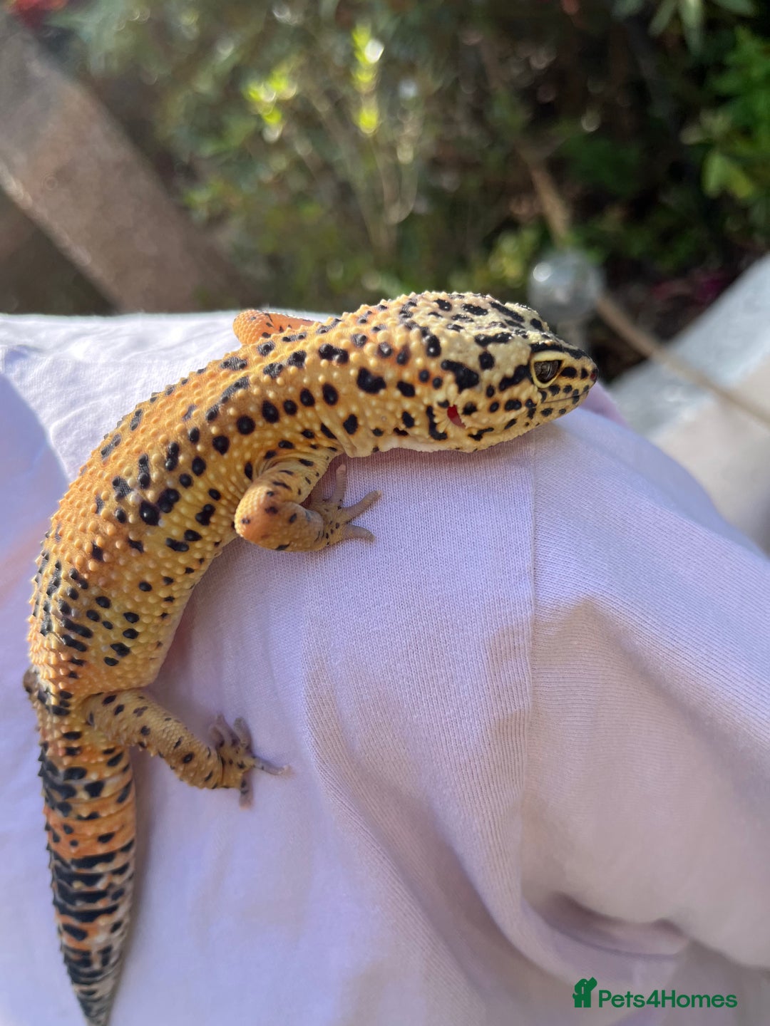 Leopard Gecko reptiles for sale: Leo the Leopard Gecko. Black Night/Mack Snow - Image 15