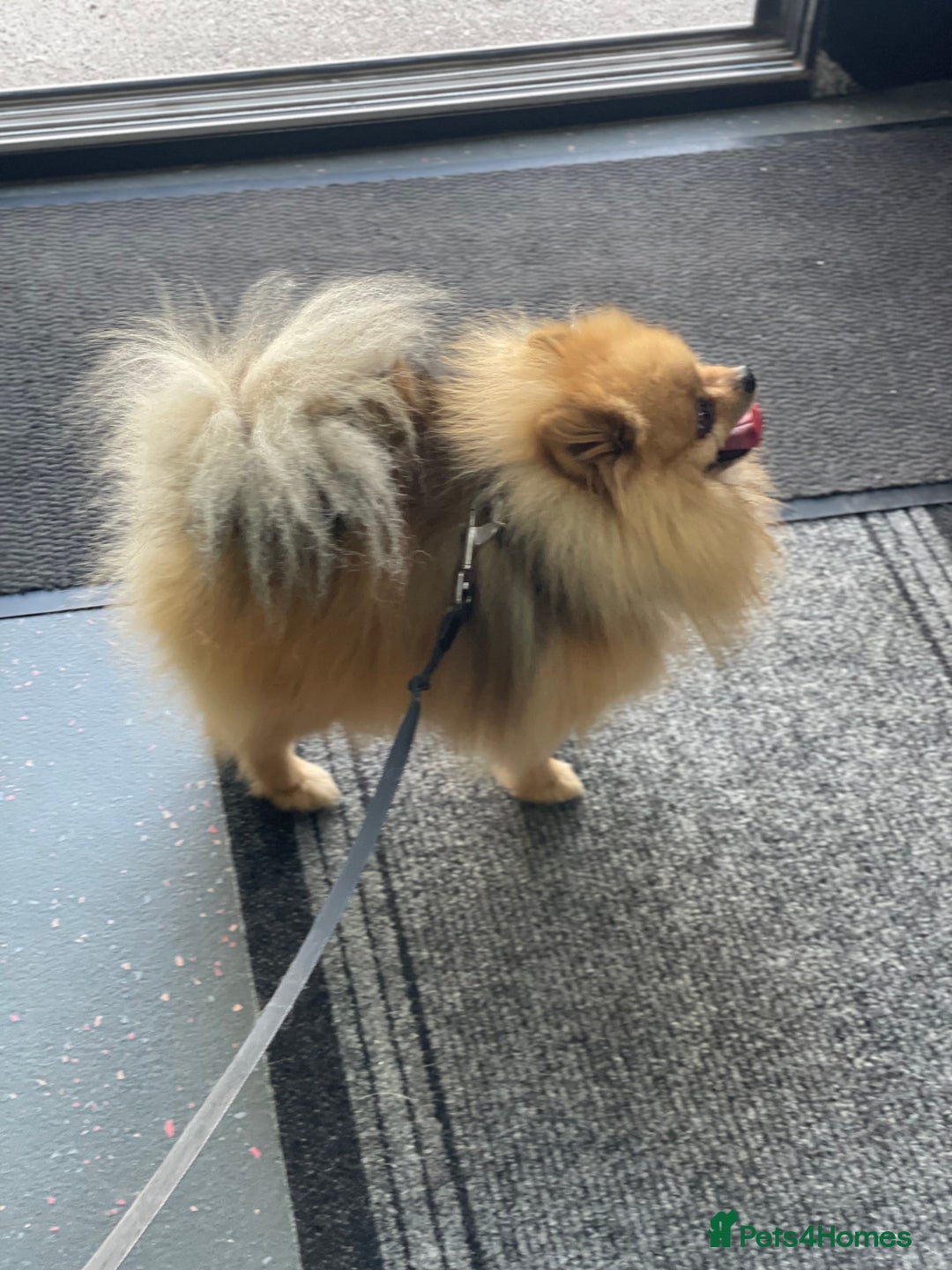 Pomeranian dogs for stud: Rio the adorable  Teddy Bear  .Ready to impress!! in Oldham - Image 8