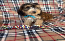 Cockapoo dogs for sale: Stunning F1 cockerpoo puppies - Image 5