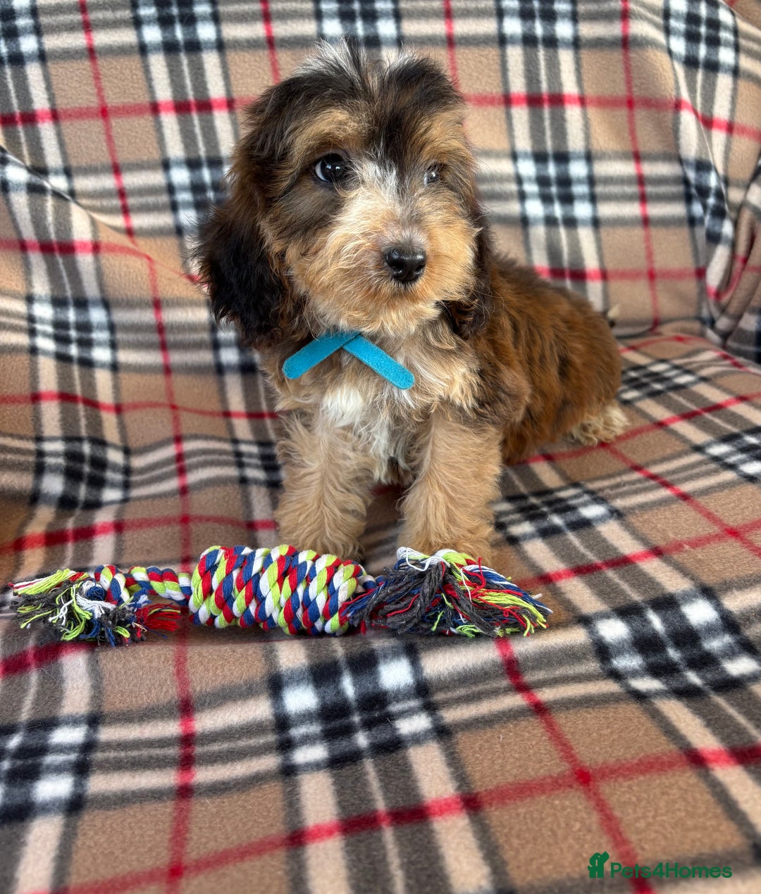 Cockapoo dogs for sale: Stunning F1 cockerpoo puppies - Image 5