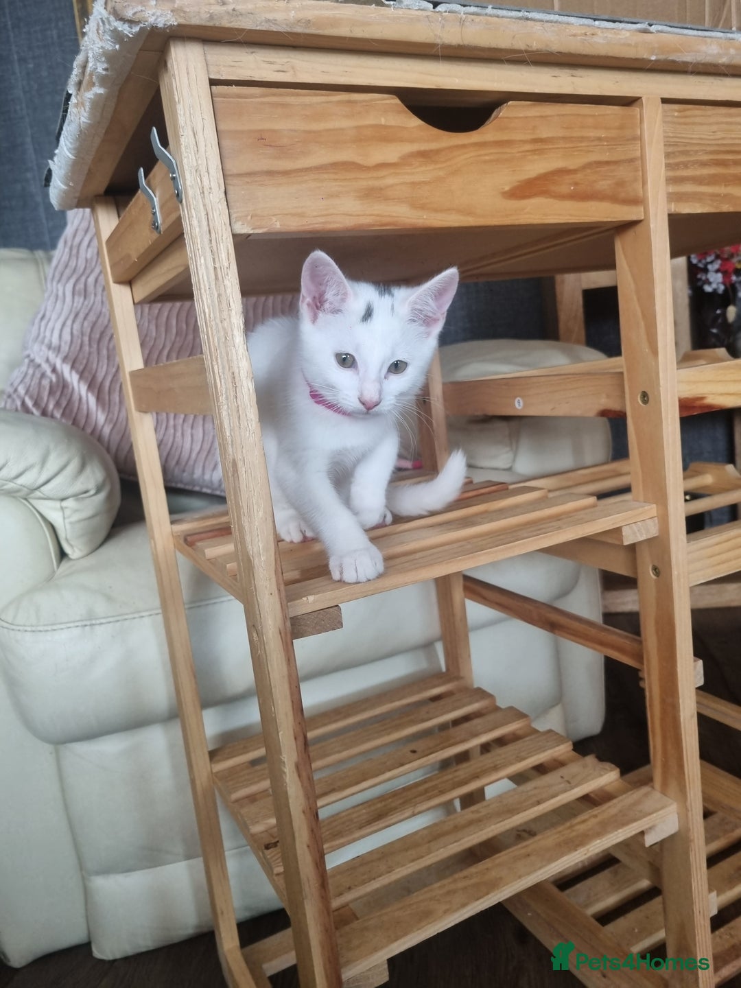 Turkish Angora cats for sale: Female kitten - Image 2