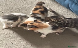 Mixed Breed cats for sale: 🐾 6 Kittens Looking for Forever Homes! 🐾 - Image 2