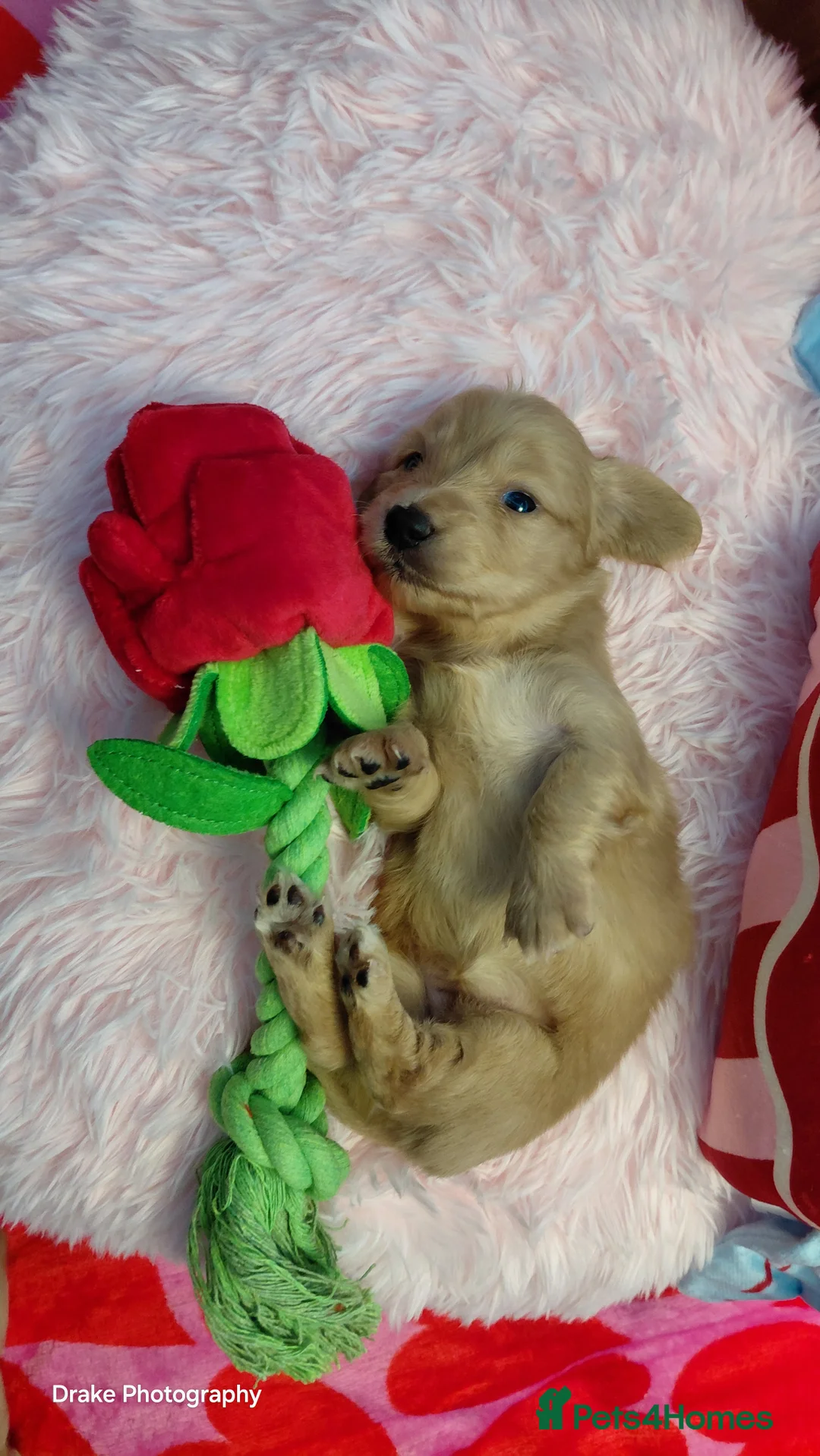 Miniature Dachshund dogs for sale: KC Reg. Longhaired Full Cream Mini Dachshunds 💛🐾 - Advert 9