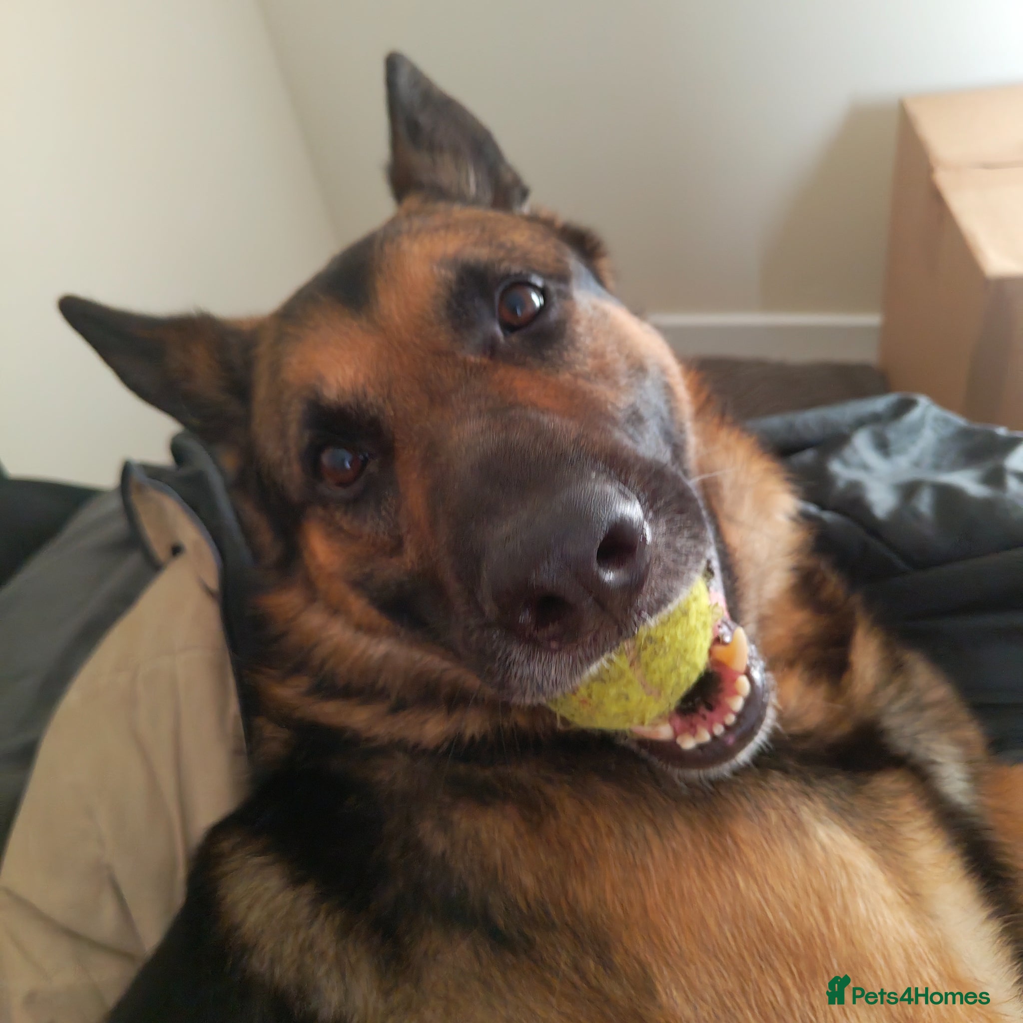 German Shepherd dogs 4 year old male German shepherd - Advert 16