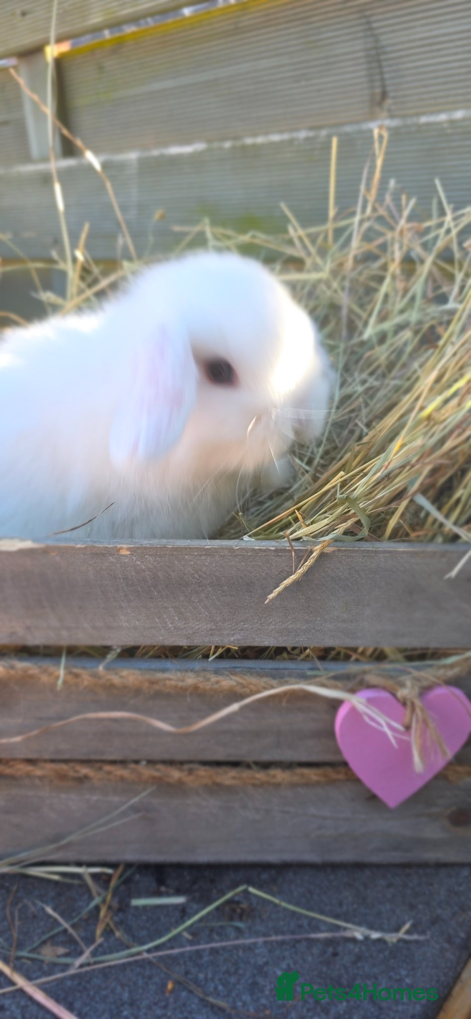 Mini Lop rabbits Minilop Babies  - Advert 2