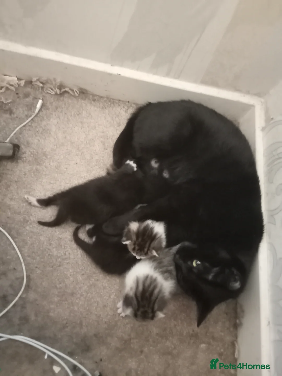 Mixed Breed cats for sale: Tabby male kitten  - Advert 1