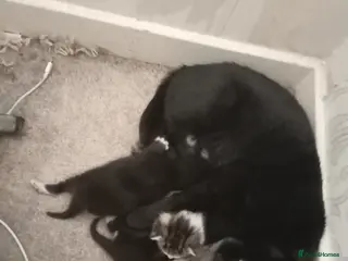 Mixed Breed cats Tabby male kitten - Advert 1