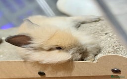 Lionhead rabbits for sale: Double Mane (f)&No Mane(m) Lionhead £50 & £2 - Image 6