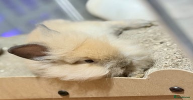 Lionhead rabbits - Advert 7