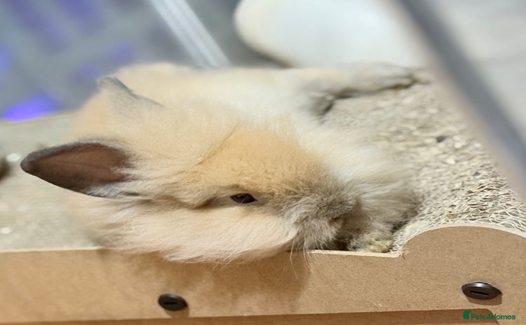 Lionhead rabbits - Advert 4