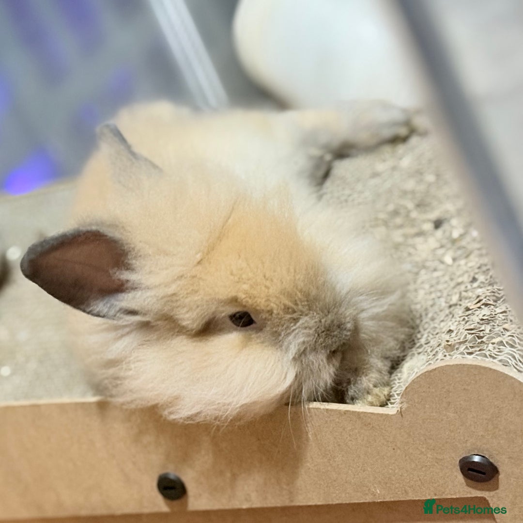 Lionhead rabbits for sale: Double Mane (f)&No Mane(m) Lionhead £50 & £2 - Image 6