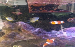Other/Mixed Breed fish for sale: Clowns, yellow damsels and soft corals - Image 2