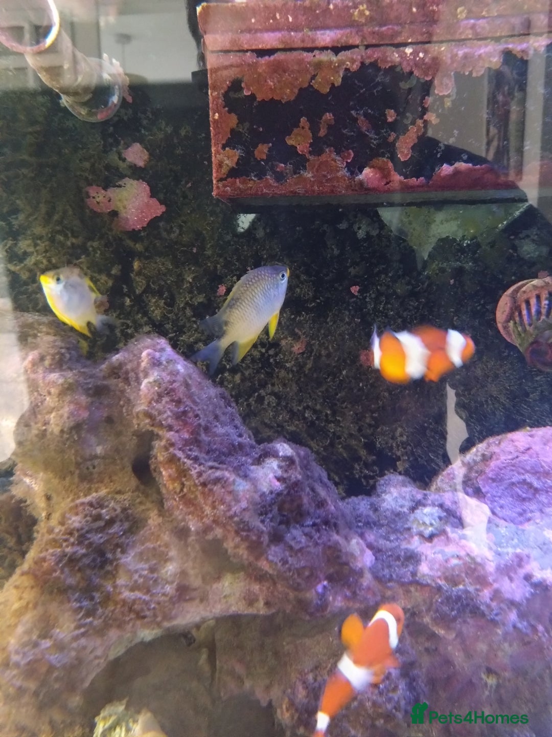 Other/Mixed Breed fish for sale: Clowns, yellow damsels and soft corals - Image 2