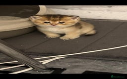 Scottish Fold cats for sale: Scottish Fold Kittens – Ready for New Homes  - Image 11