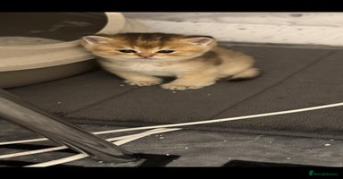 Scottish Fold cats Scottish Shorthair fluffy purebred kittens - Advert 1