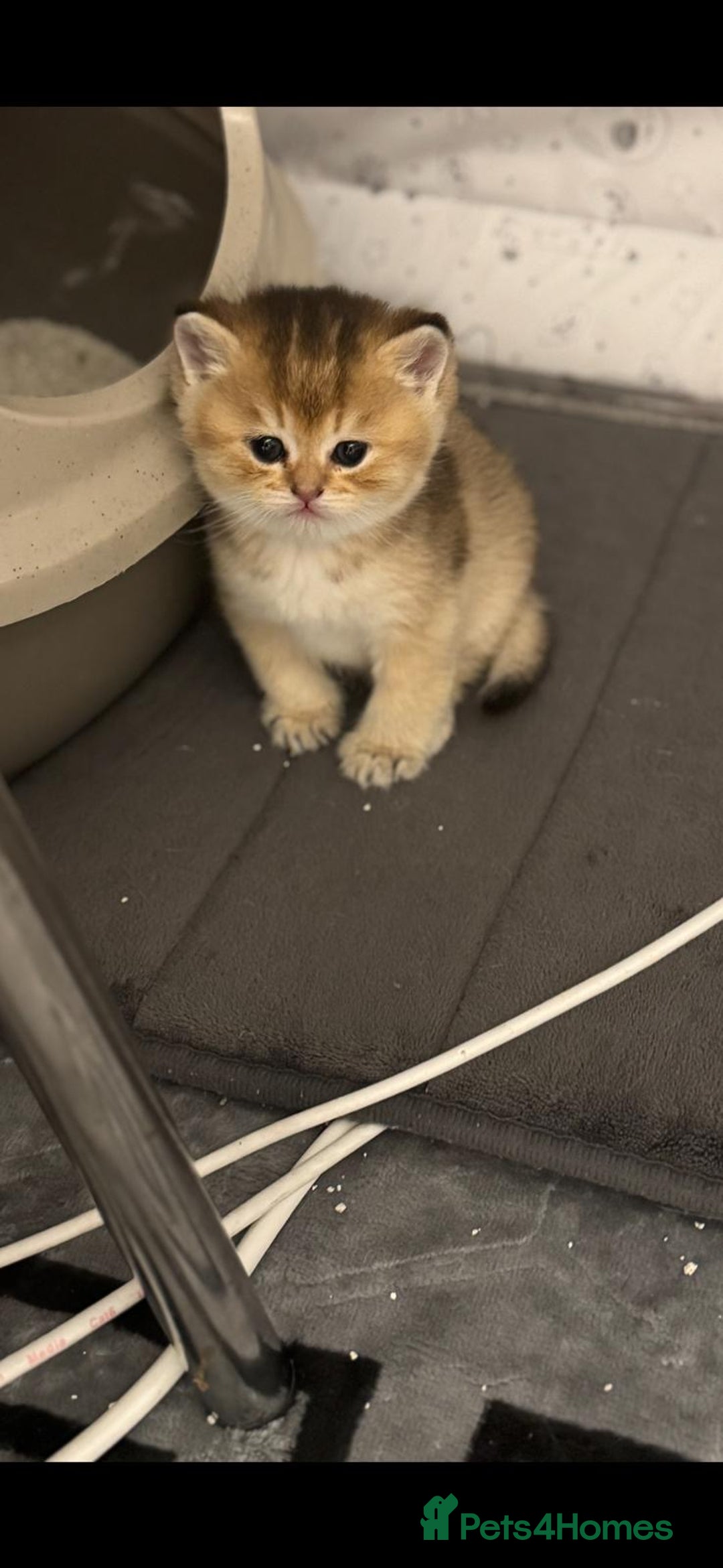 Scottish Fold cats for sale: Scottish Fold Kittens – Ready for New Homes  - Image 11