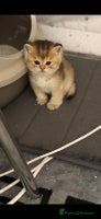 Scottish Fold cats Scottish Shorthair fluffy purebred kittens - Advert 1