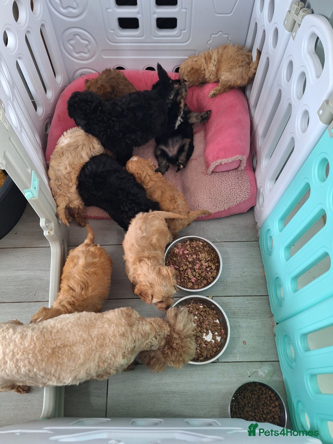 Cavapoo dogs for sale: CAVAPOO PUPPIES - Image 8