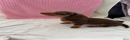 Miniature Dachshund dogs for sale: Miniature dachshund puppies in Largs - Advert 20