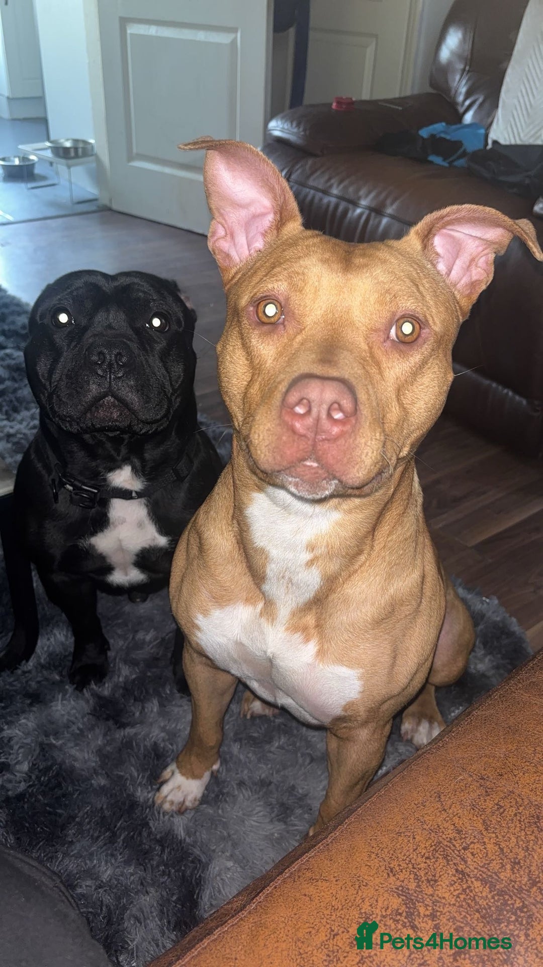Mixed Breed dogs for sale: Beautiful Staffy Cross looking for forever🏡 - Advert 5