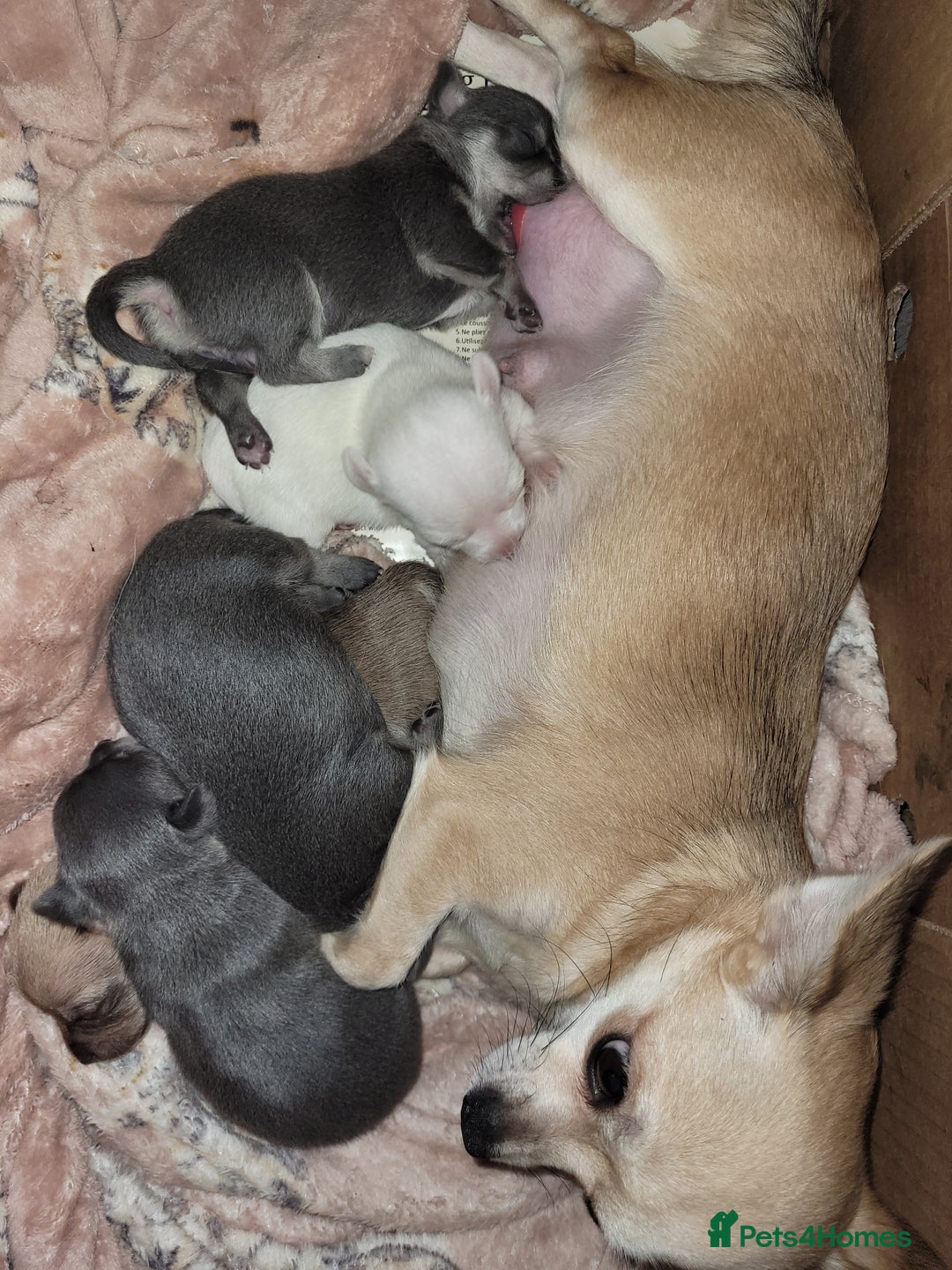 Chihuahua dogs for sale: Chihuahua puppies 2 males and 3 females  - Advert 16
