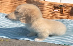 Dachshund dogs for sale: cream KC long haired miniature dachshunds for sale - Image 4