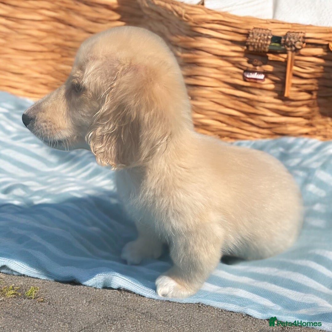 Dachshund dogs for sale: cream KC long haired miniature dachshunds for sale - Image 4