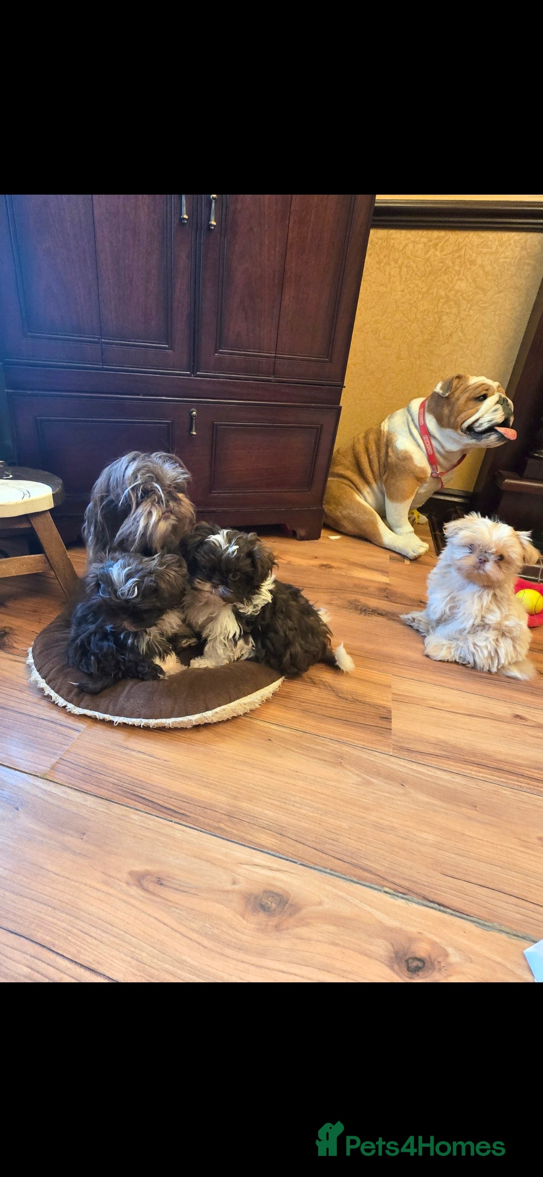Shih Tzu dogs for sale: Stunning shih tzu - Advert 5