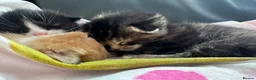 Mixed Breed cats for sale: Stunning Kittens - Advert 5