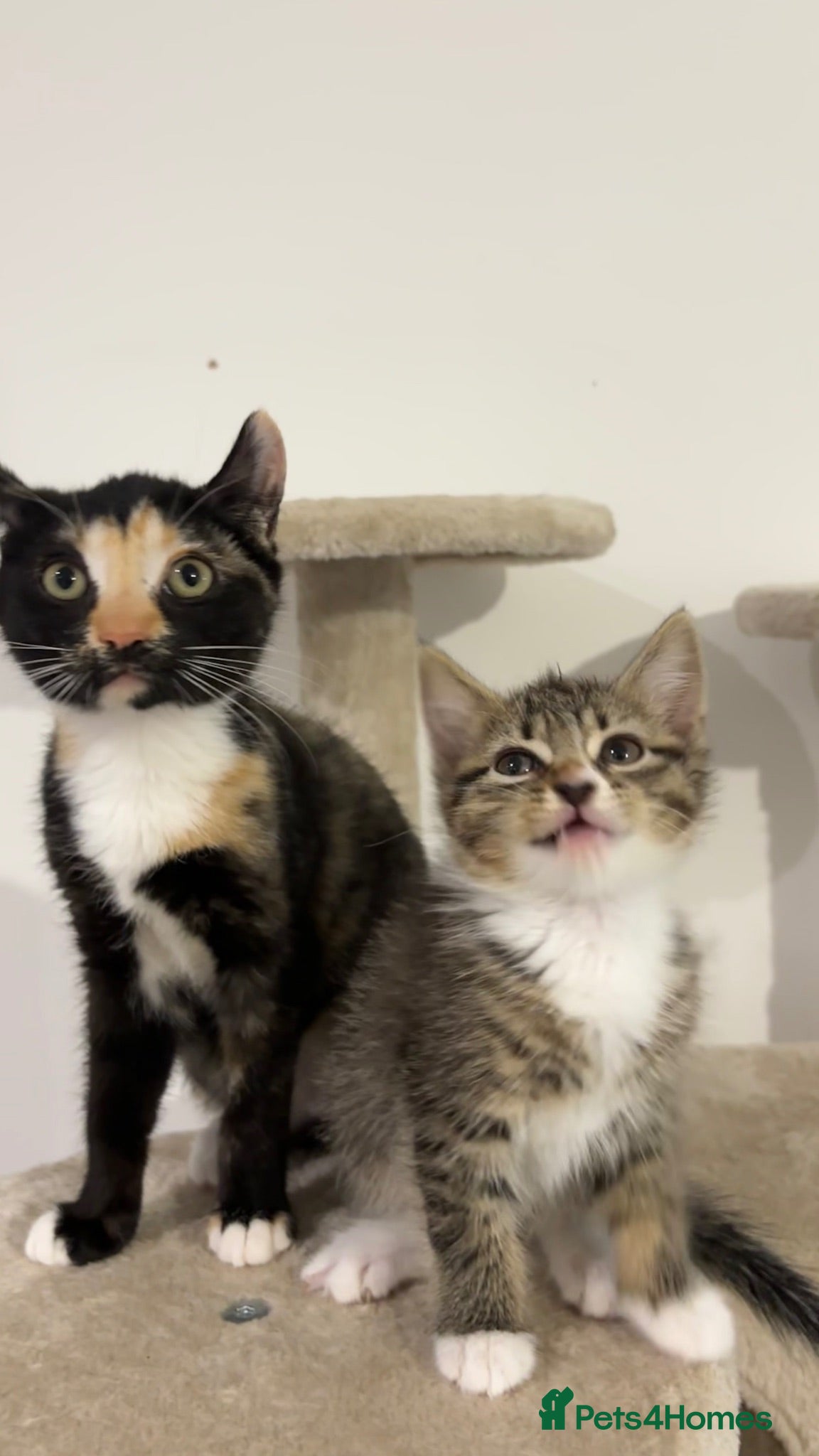 Domestic Shorthair cats two cats in need of rehoming asap - Advert 5