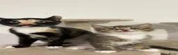 Domestic Shorthair cats for sale: two cats in need of rehoming asap - Advert 1