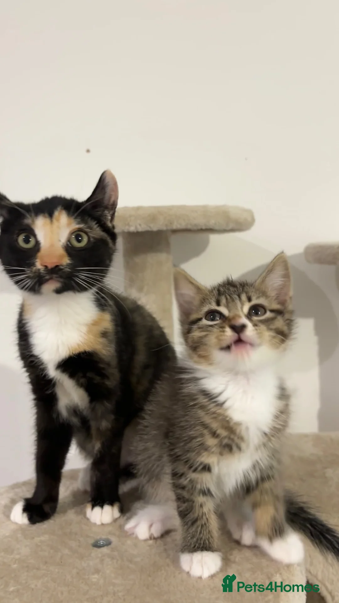 Domestic Shorthair cats for sale: two cats in need of rehoming asap - Advert 1